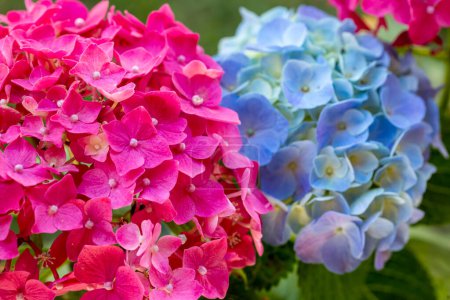 Téléchargez les photos : Fleurs de jardin. Nom scientifique : Hydrangea macrophylla - en image libre de droit