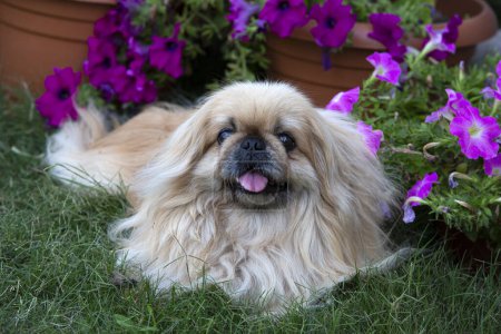 Téléchargez les photos : Mignon chien pékinois dans le jardin - en image libre de droit