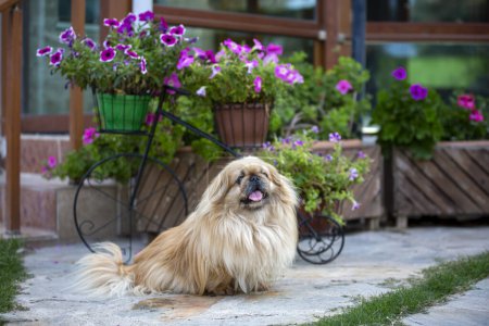 Foto de Lindo perro pekinés en el jardín - Imagen libre de derechos