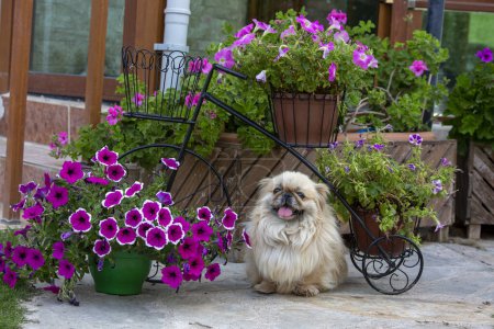 Téléchargez les photos : Mignon chien pékinois dans le jardin - en image libre de droit
