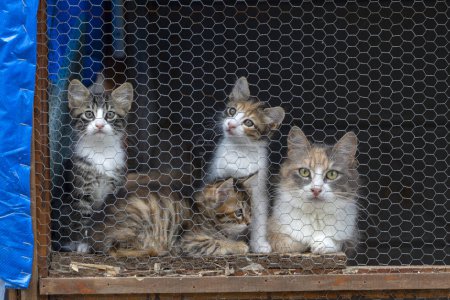 Téléchargez les photos : Abri pour animaux, chat de rue en cage - en image libre de droit