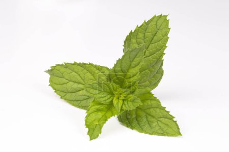 Photo for Green mint on the white background - Royalty Free Image