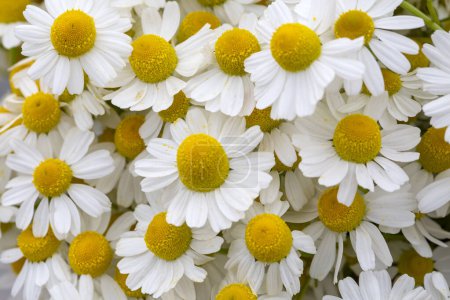Photo for Daisy garden - German chamomile daisy white flowers. - Royalty Free Image