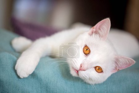 Foto de Animal de compañía; gato taquigráfico británico blanco - Imagen libre de derechos