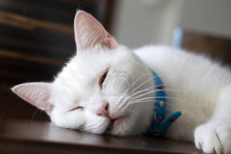 Téléchargez les photos : Animal de compagnie ; chat à poil court britannique blanc - en image libre de droit