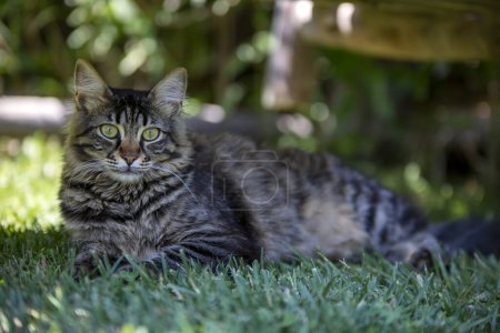 Foto de Cabello largo gato tabby está sentado en el jardín. - Imagen libre de derechos