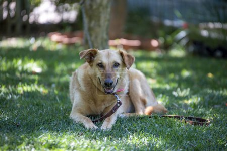 Téléchargez les photos : Un chien mignon est assis dans le jardin. - en image libre de droit