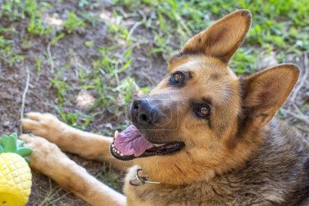 Téléchargez les photos : Animaux de compagnie ; chien loup allemand dans le jardin. - en image libre de droit
