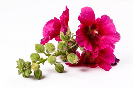 Photo for Althaea officinalis on the white background - Royalty Free Image