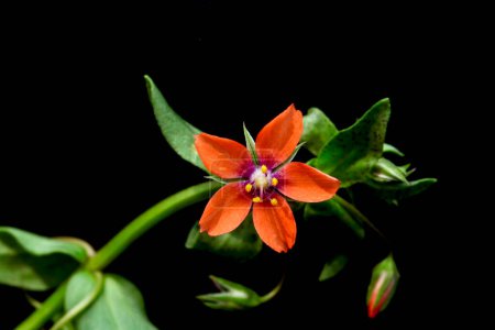 Téléchargez les photos : Lysimachia arvensis, fleur sauvage sur fond noir - en image libre de droit