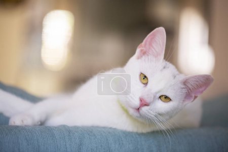 Photo for Pet animal; white british shorthair cat - Royalty Free Image