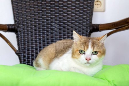 Téléchargez les photos : Animal de compagnie ; chat à poil court britannique - en image libre de droit