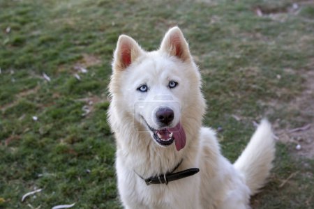 Foto de Blanco siberiano lobo husky perro en el jardín - Imagen libre de derechos