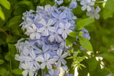 Photo for Blue jasmine flower, Scientific name; plumbago capensis - Royalty Free Image
