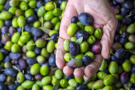Foto de Aceitunas maduras bio verdes y negras listas para ser procesadas en el molino para obtener el aceite de oliva en manos arrugadas de un agricultor - Imagen libre de derechos