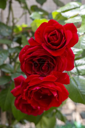 Téléchargez les photos : Rose rouge lierre dans le jardin - en image libre de droit