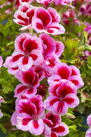 Photo for Royal pelargonium flowers - Pelargonium grandiflorum - Royalty Free Image