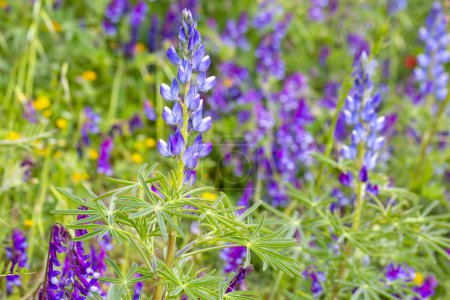 Photo for Close up of a blue annual wild lupin lupinus angustifolius growing in a field spreading by seed capsule - Royalty Free Image