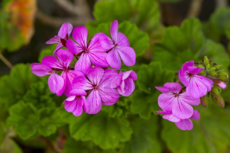 Photo for Pink Geraniums in the garden - Royalty Free Image