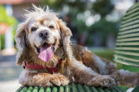 Téléchargez les photos : Animaux de compagnie ; chien Cocker mignon dans le jardin - en image libre de droit