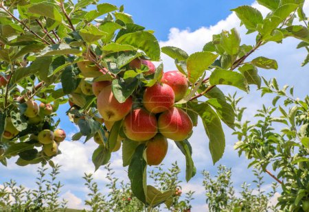 Photo for Fresh organic apples on apple tree branch, Elmali - Antalya - Turkey - Royalty Free Image
