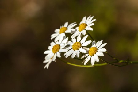 Téléchargez les photos : Fleurs de camomille blanche dans la nature - en image libre de droit