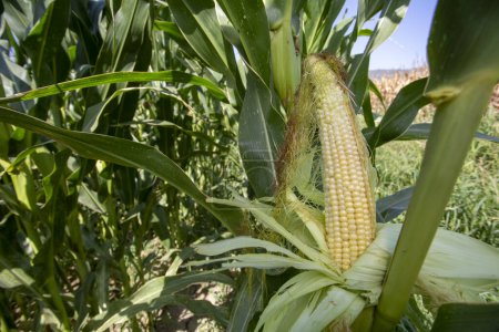 Téléchargez les photos : Champ de maïs biologique frais, Izmir / Turquie - en image libre de droit
