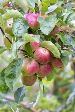 Téléchargez les photos : Pommes biologiques fraîches sur branche de pommier, Elmali - Antalya - Turquie - en image libre de droit