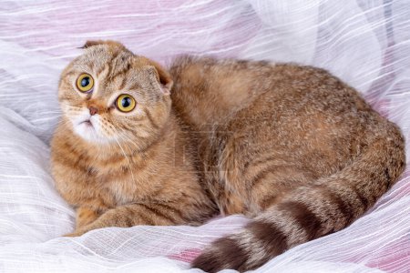 Photo for Tabby scottish fold cute cat - Royalty Free Image