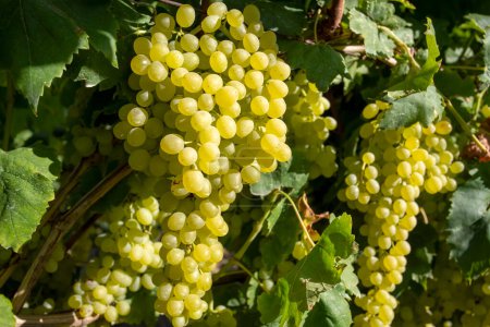 Téléchargez les photos : Vignoble de raisins, raisins Sultani, Izmir - Turquie - en image libre de droit