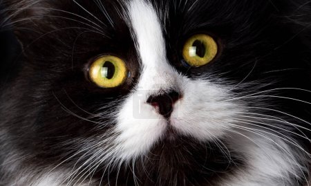 Foto de Gato esmoquin en color blanco y negro, animal de compañía. - Imagen libre de derechos