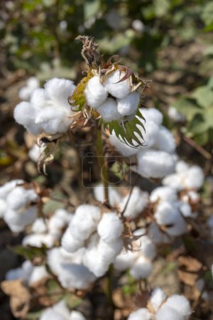 Foto de Cotton field agriculture (Turkey Izmir Foca) - Imagen libre de derechos
