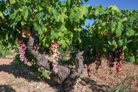 Foto de El viñedo de uvas, la agricultura (Turquía viñedos Izmir) - Imagen libre de derechos