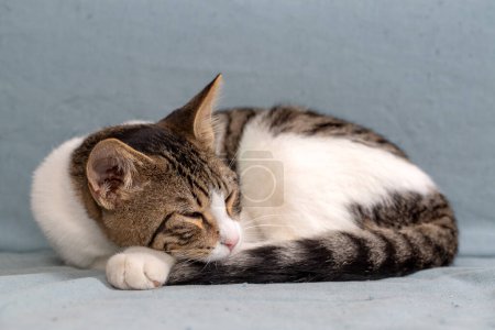 Téléchargez les photos : Mignon chaton tabby, animal de compagnie. - en image libre de droit