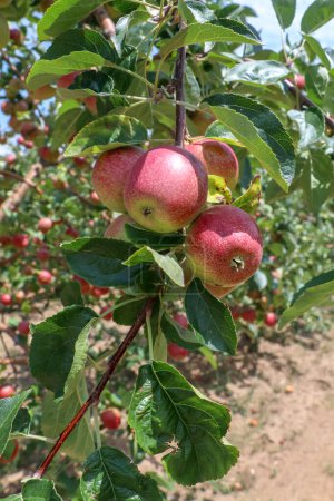 Foto de Manzanas orgánicas frescas en la rama del manzano, Elmali - Antalya - Turquía - Imagen libre de derechos