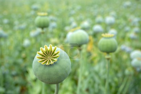 Photo for Poppy field. opium, poppy capsule. Agriculture of poppy plant. pharmaceutical industrial plant. main ingredient of morphine - Royalty Free Image
