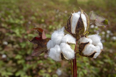 Foto de Campo de algodón (Turquía / Esmirna). Agricultura concepto foto. - Imagen libre de derechos