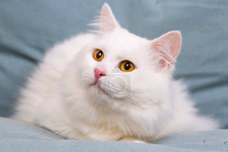 Photo for Longhaired white cat, pet animal. - Royalty Free Image