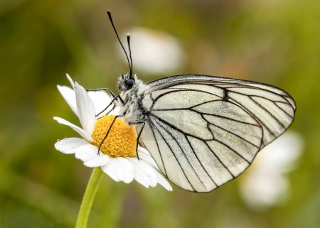Téléchargez les photos : Papillon sur la fleur colorée dans la nature. Nom scientifique ; Aporia crataegi - en image libre de droit