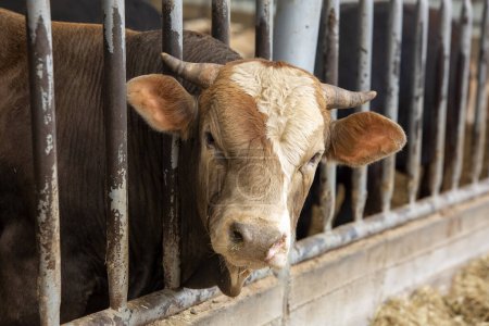 Téléchargez les photos : Concept d'agriculture, d'élevage et d'élevage - troupeau de vaches mangeant du foin dans une étable dans une exploitation laitière - en image libre de droit