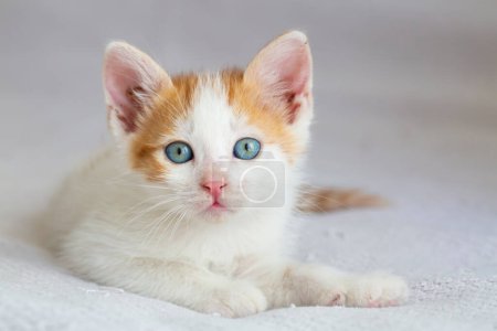 Foto de Un hermoso gato bebé blanco amarillo que es muy curioso - Imagen libre de derechos