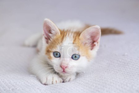 Photo for A beautiful yellow white baby cat that is very curious - Royalty Free Image
