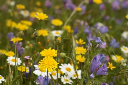 Téléchargez les photos : Diverses fleurs sauvages colorées, la nature au printemps
. - en image libre de droit