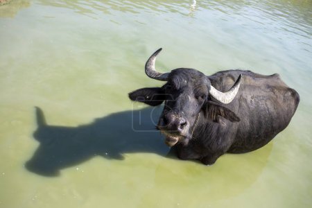 Foto de Búfalo en el agua, Bolu - Turquía. Bisonte - Buffalo nadar en el río. - Imagen libre de derechos
