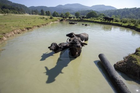 Téléchargez les photos : Buffalo dans l'eau, Bolu - Turquie. Bison - Bison nage dans la rivière. - en image libre de droit