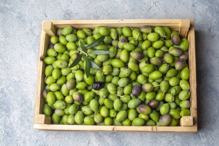 Photo for Fresh Harvested Green Olive for olive oil production pattern texture. Raw fruit for olive oil. - Royalty Free Image