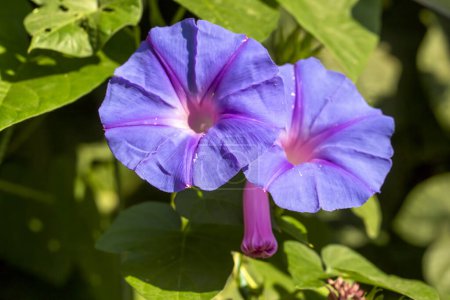 Foto de Ipomoea indica flores azules florecen. - Imagen libre de derechos