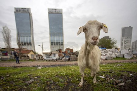 Photo for Bayrakli - Izmir - Turkey, April 19, 2021, Rural life and urban life together, Nature and goats in the foreground, skyscrapers behind - Royalty Free Image