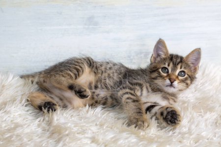 Photo for Pet animal; cute kitten tabby - Royalty Free Image