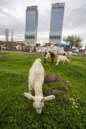 Foto de Bayrakli - Izmir - Turquía, 19 de abril de 2021, Vida rural y vida urbana juntos, Naturaleza y cabras en primer plano, rascacielos detrás - Imagen libre de derechos